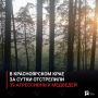 В Красноярском крае за сутки отстрелили 39 агрессивных медведей