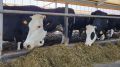 Ученые Омского ГАУ разрабатывают систему прогнозирования продуктивности коров