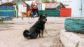 Трудное решение. Команда муниципального приюта в Омске объявила об уходе