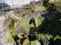 В конце недели ожидаются заморозки