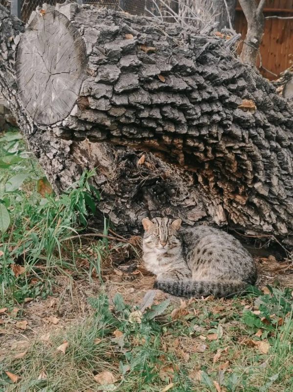 Дальневосточный кот Василий из Большереченского зоопарка стал символом осени