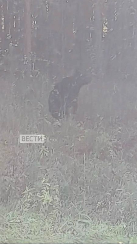 В Омской области заметили медведя