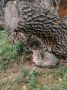 Дальневосточный кот Василий из Большереченского зоопарка стал символом осени