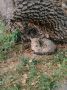Омичам показали дальневосточного кота Василия