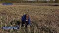 Аномальное лето сподвигло омских аграриев на настоящие эксперименты