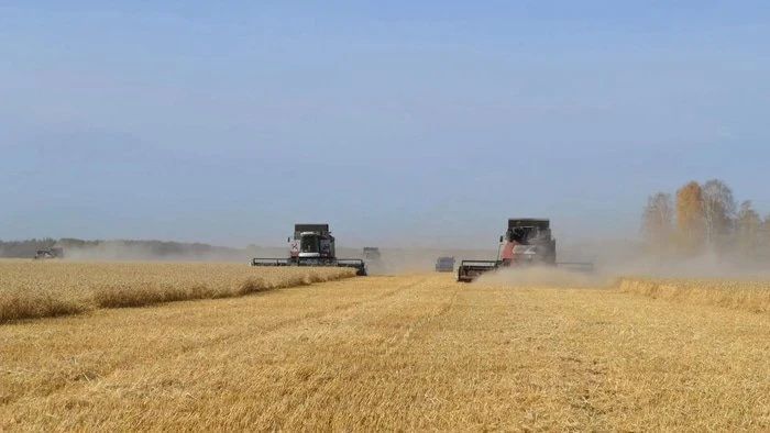 Омские аграрии продолжают уборку зерновых и масличных культур