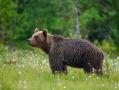Информация для резервистов по получению разрешения на барсука и медведя бурого!