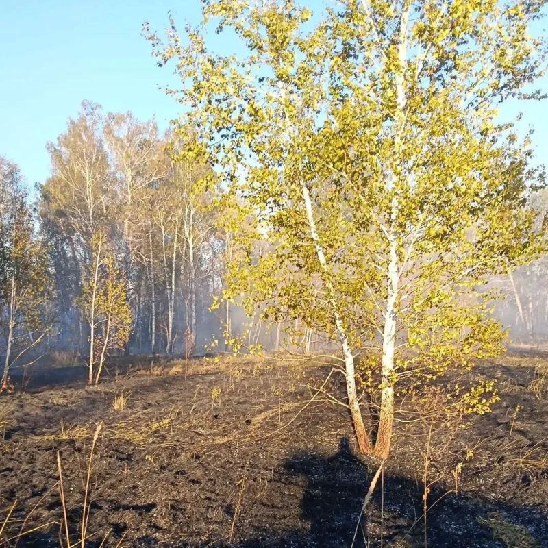 Лесной пожар возник в пятницу на территории Исилькульского района