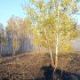 Лесной пожар возник в пятницу на территории Исилькульского района