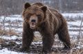 Волки и медведи держат в страхе жителей Усть-Ишимского района
