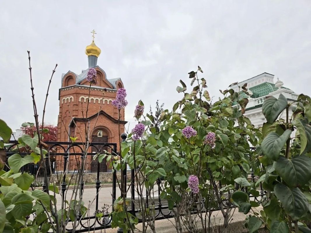 В Омске на Любинском проспекте зацвела сирень В Омске на Любинском проспекте зацвела сирень