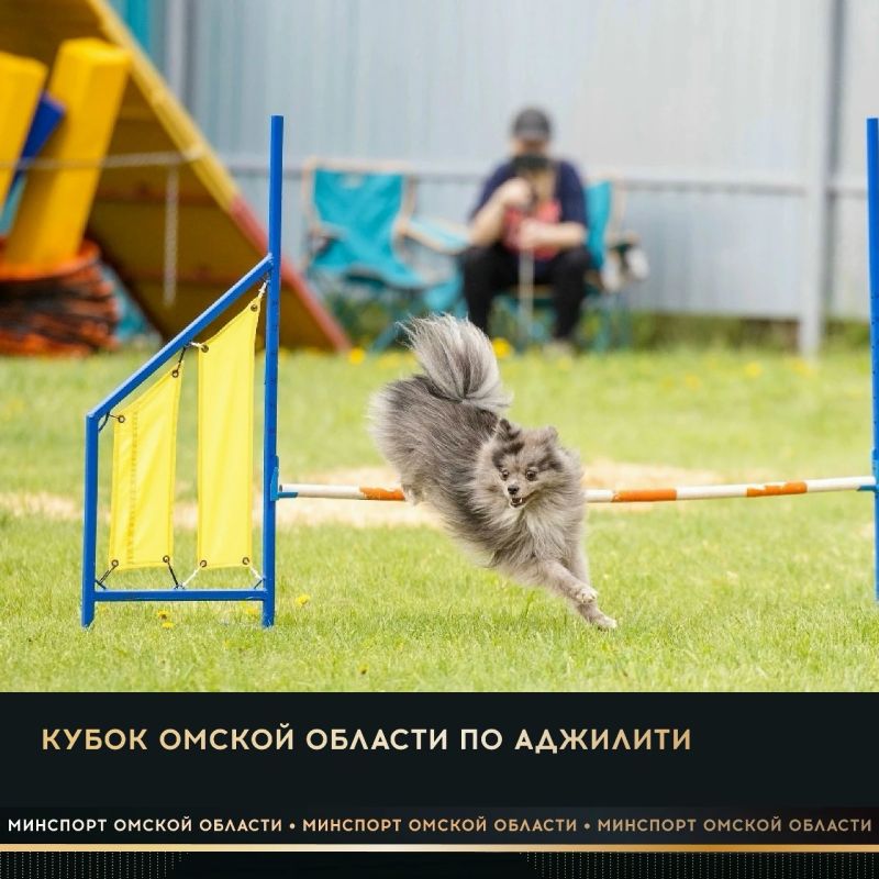 В выходные в поселке Магистральный пройдет Кубок Омской области по кинологическому спорту в дисциплине «аджилити»
