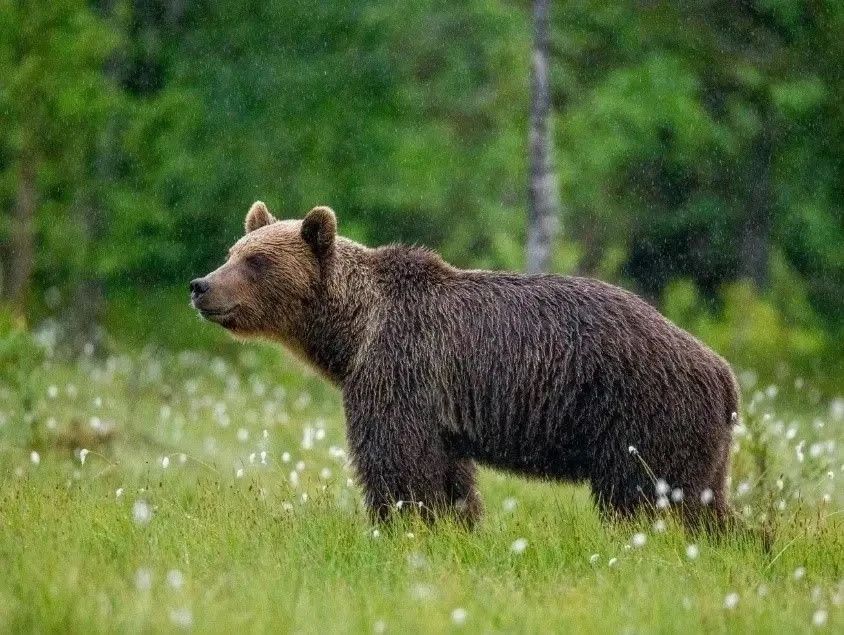Информация для резервистов по получению разрешения на барсука и медведя бурого!