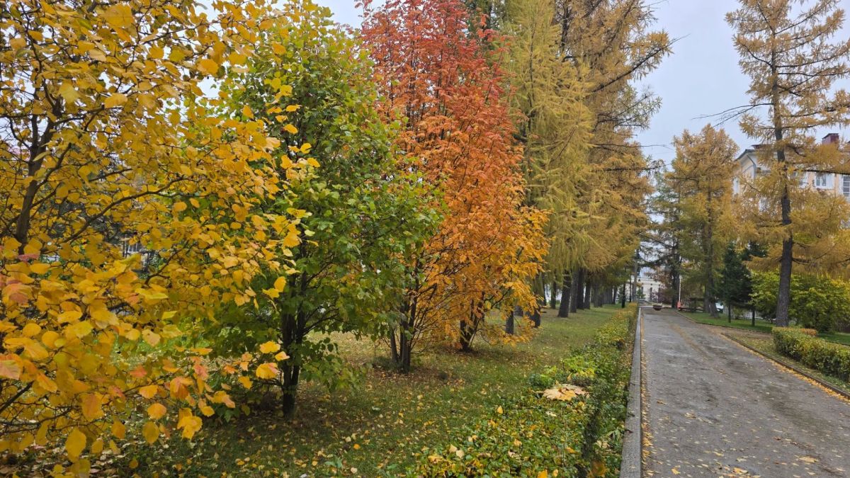 В Культурной столице наступила очаровательно яркая осенняя пора - самое время прогуляться по улицам любимого Омска! В Культурной столице наступила очаровательно яркая осенняя пора - самое время прогуляться по улицам любимого Омска!