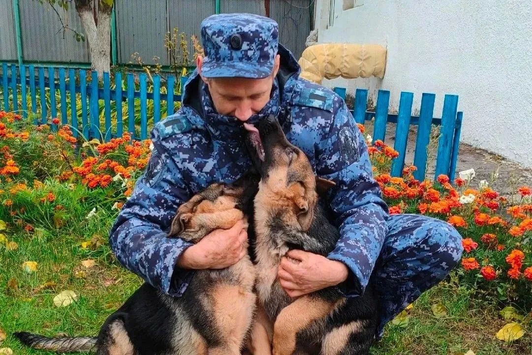 Пять омских овчарок уехали служить в Томск