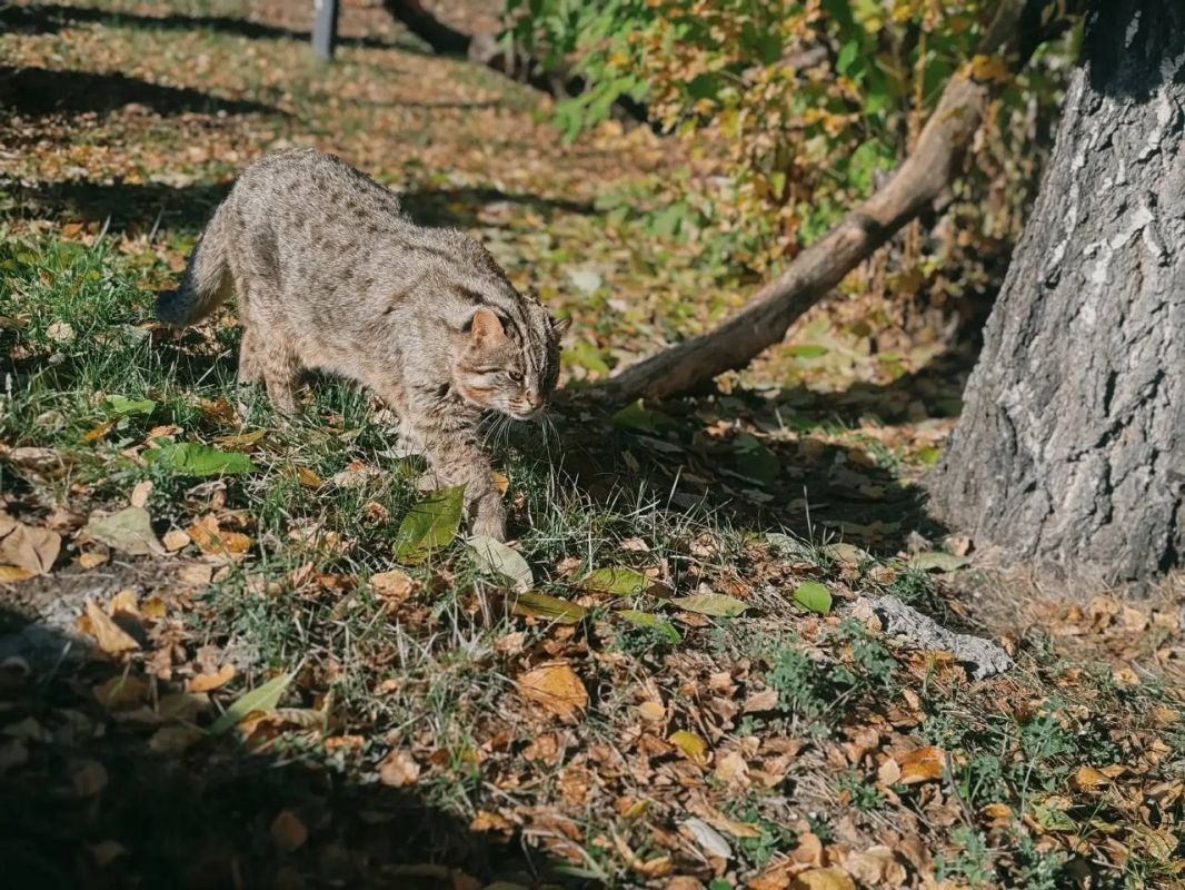 Домашняя кличка и дикий нрав: какой он — дальневосточный кот Василий из Большеречья