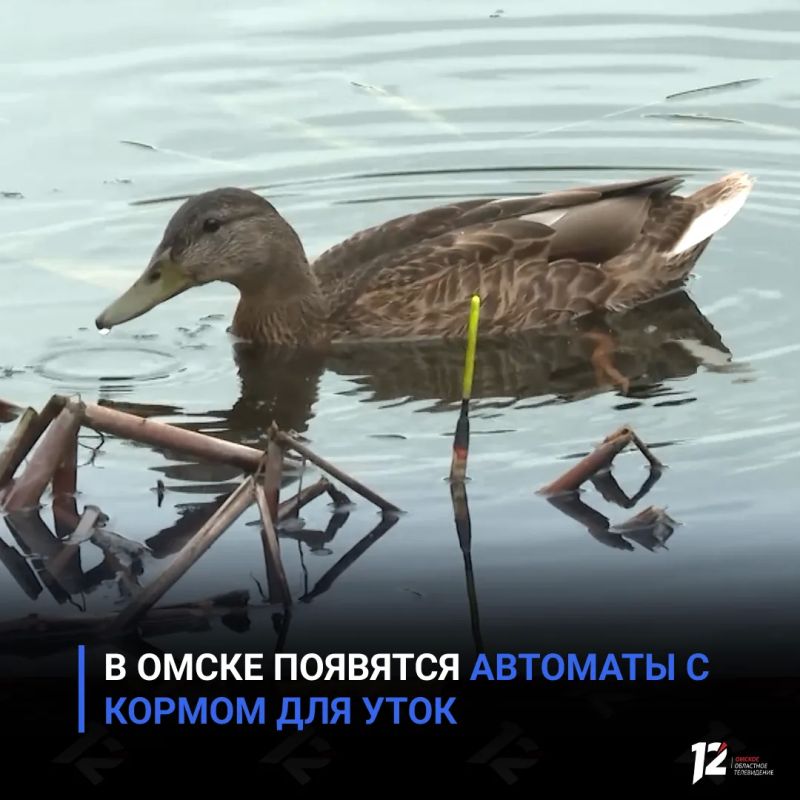 В Омске появятся автоматы с кормом для уток