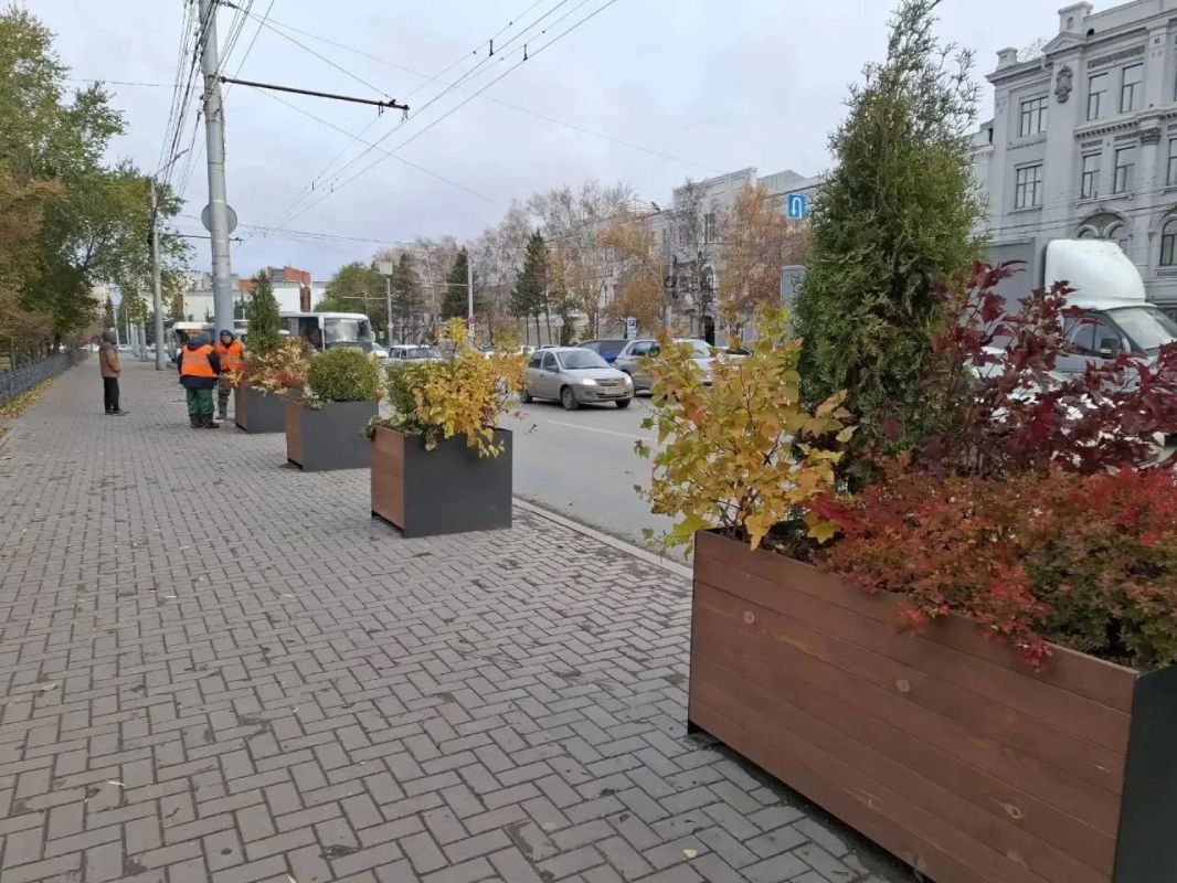 Растения с улицы Гагарина проведут зиму в питомнике