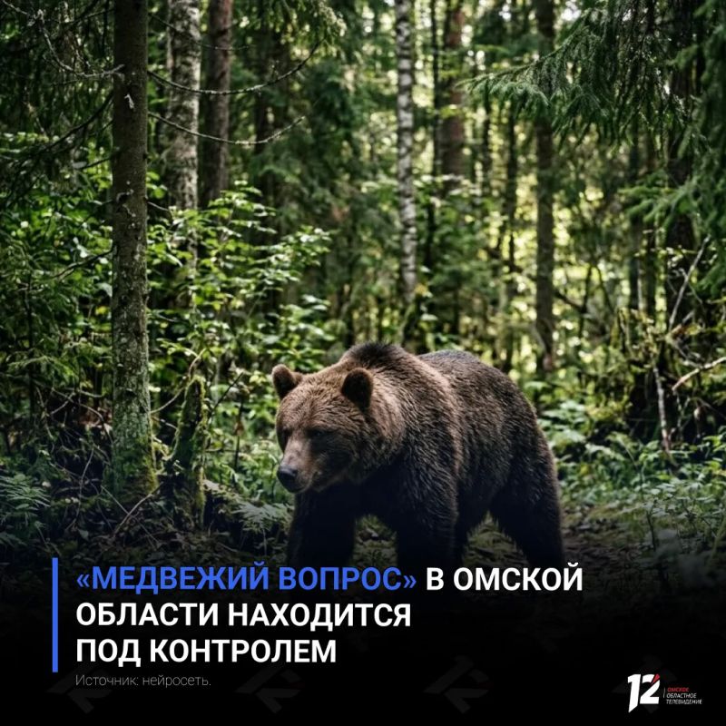 «Медвежий вопрос» в Омской области находится под контролем
