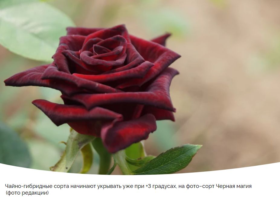 Как правильно укрыть розы на зиму: советы для цветоводов