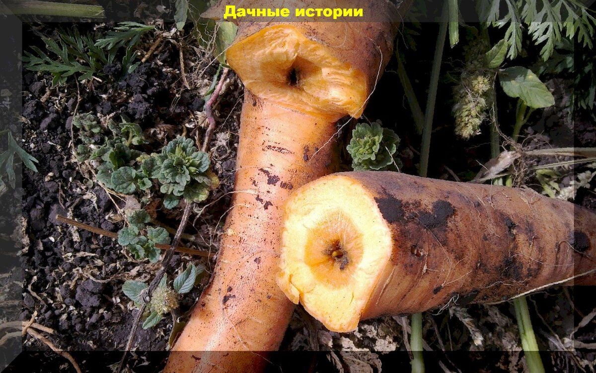 Эффективные методы борьбы с проволочником и личинками хруща в почве