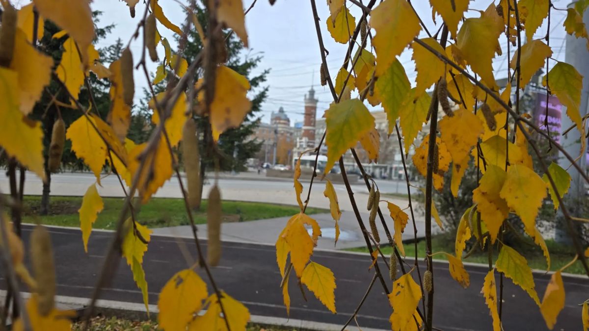 Светопроницаемой всё больше Светопроницаемой всё больше