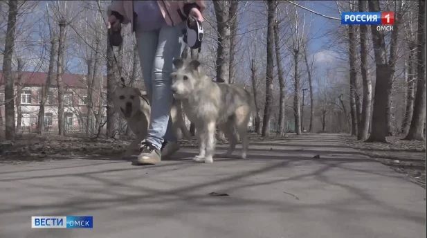 Проект с перечнем мест, запрещенных для выгула собак, доработают с учетом пожеланий омичей