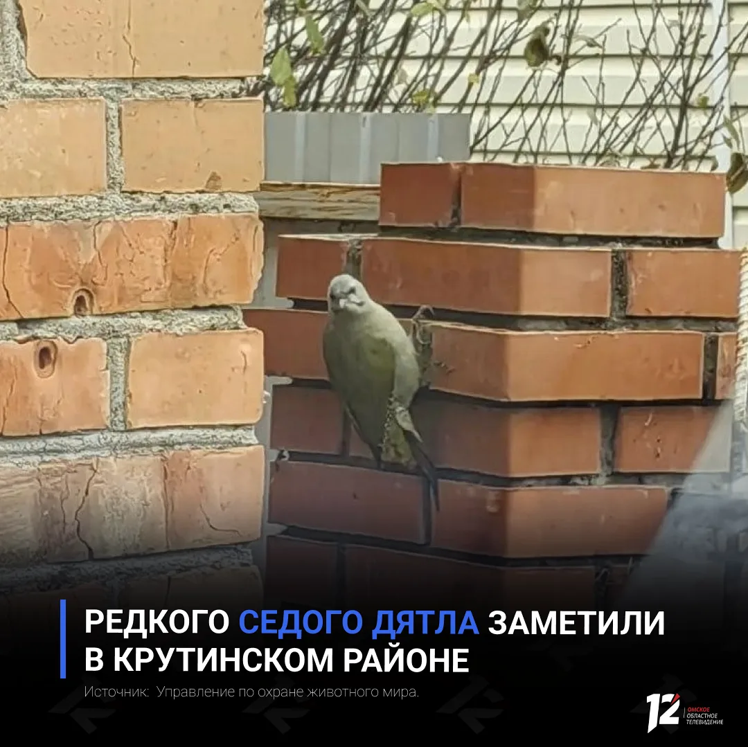 Редкого седого дятла заметили в Крутинском районе