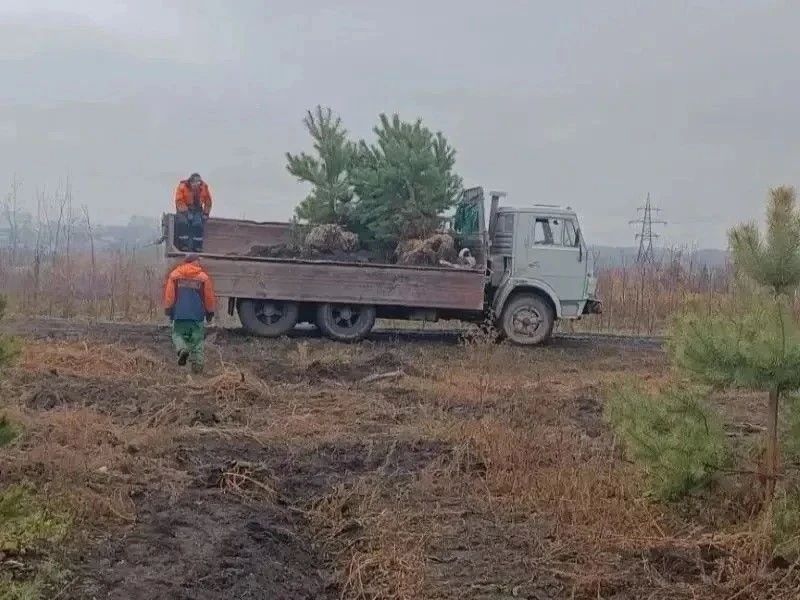 В Омске продолжается озеленение территорий В Омске продолжается озеленение территорий