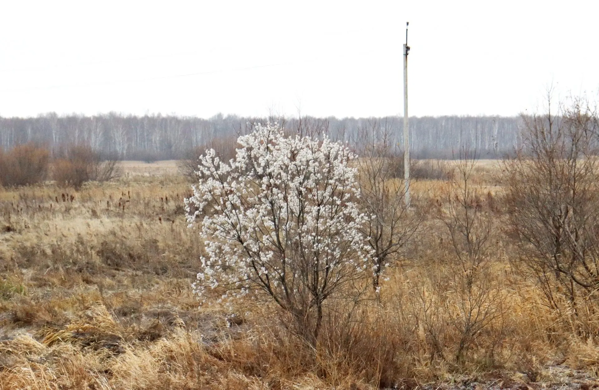 В Омской области распустилась верба