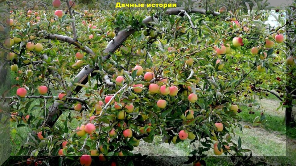 Моченые яблоки: классический рецепт с ржаной соломой, который стоит попробовать