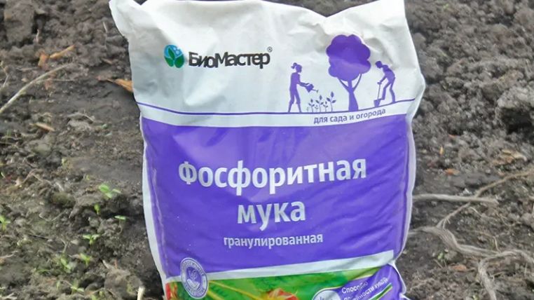 Как неправильное использование фосфоритной муки ухудшает урожай: 3 ключевые ошибки садоводов