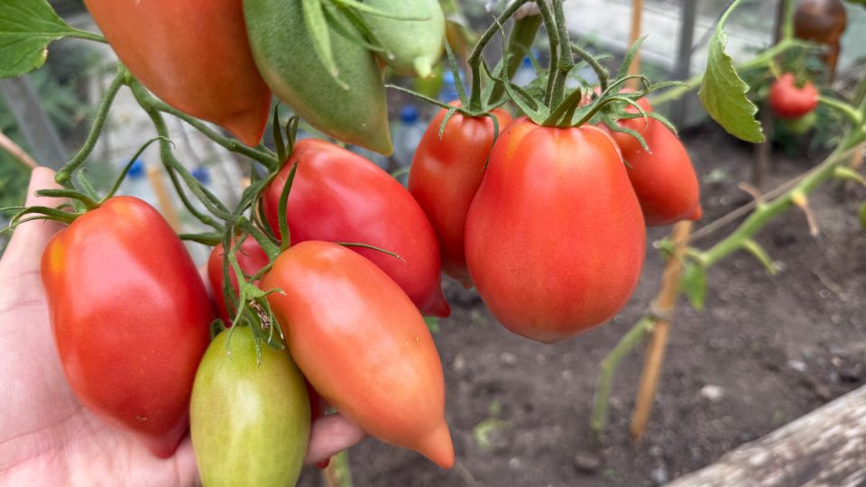 Как один сорт томатов обрушил на дачников настоящий урожайный бум