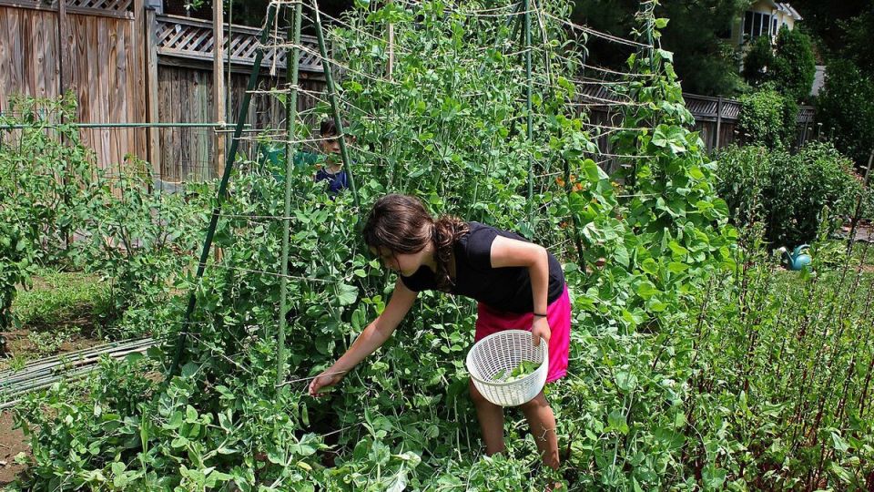 Как огородные хлопоты спасают психику: удивительные преимущества работы на земле