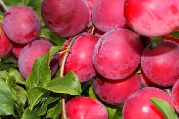 Слива Веста: секреты успешного урожая и советы по уходу