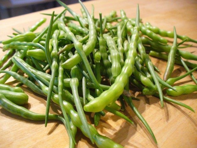 Стручковый редис: экзотика на вашем огороде или бесполезная трата времени?