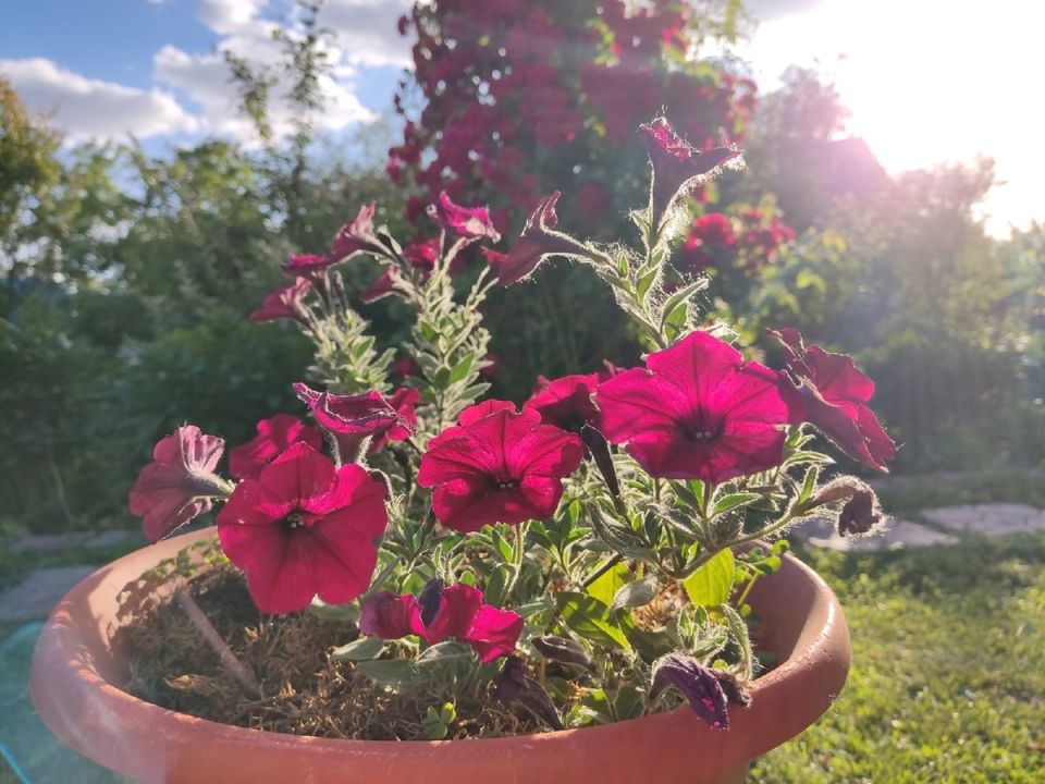 Почему петунии Tidal Wave не завоевали сердца любителей цветов