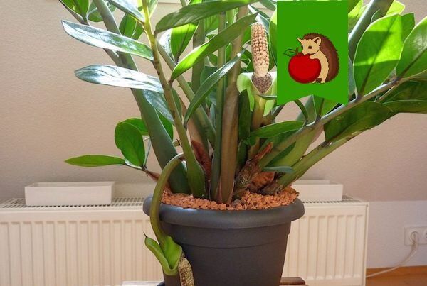 замиокулькас: почему его цветение не радует владельцев