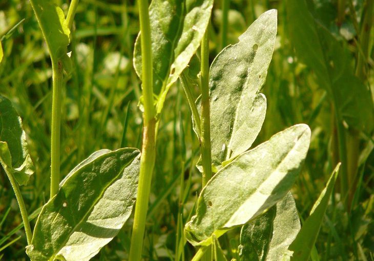 Щавель будет как свежесорванный даже зимой: 3 надежных способа домашней заготовки