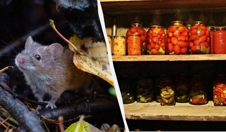 Эффективные способы навсегда избавиться от мышей в погребе