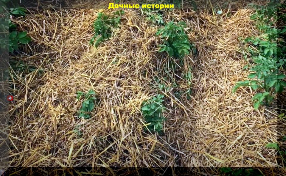 Как повысить иммунитет растений: секреты здорового сада