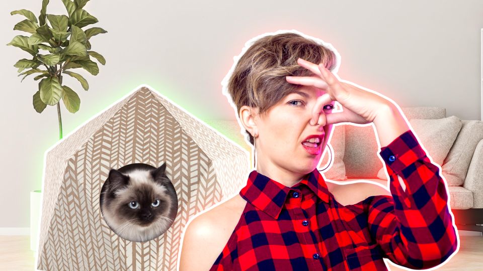 Больше никакой вони: соблюдайте эти правила, и кошачий запах не будет вас преследовать