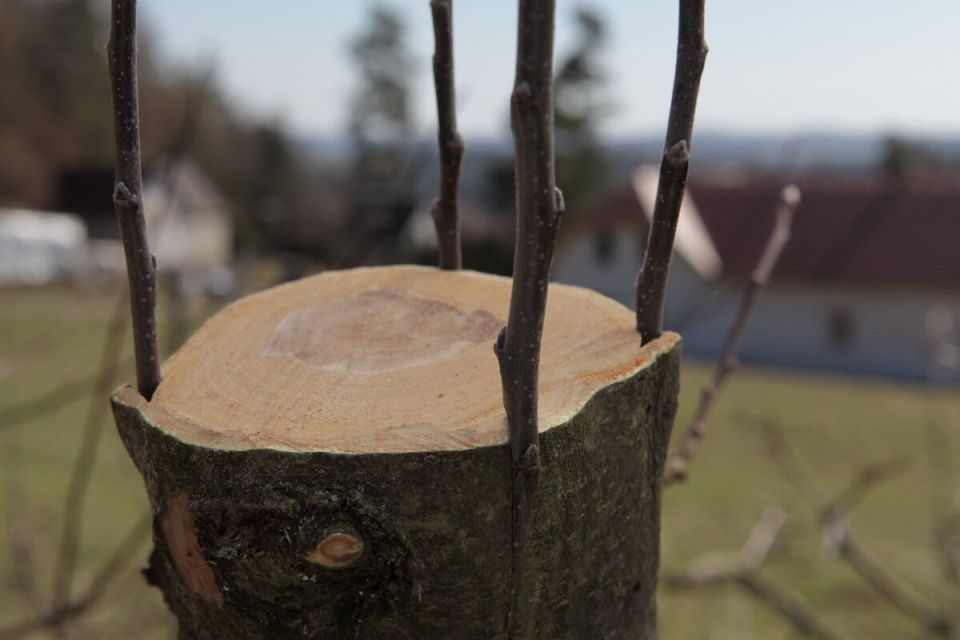 Почему прививка яблони — это шанс на новый урожай и современные методы