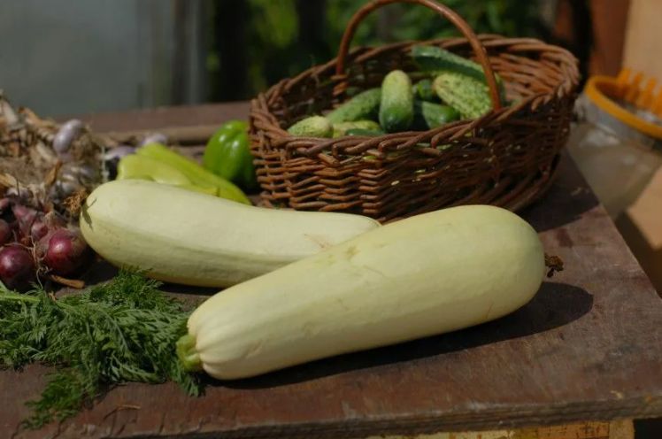 Топ-10 непривычных растений, которые не стоит сажать на своем огороде