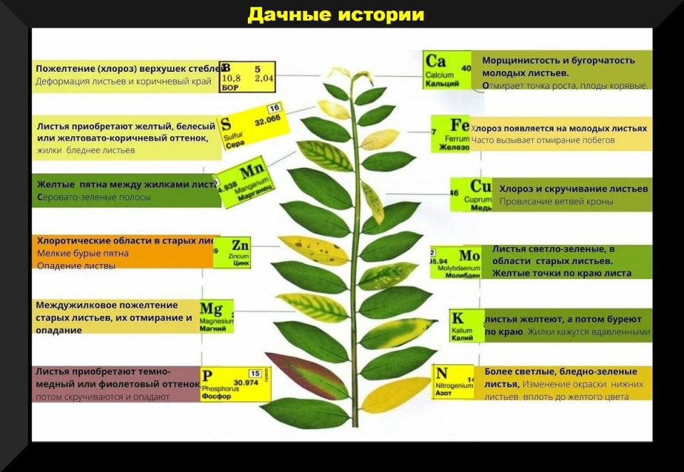 Летние подкормки для роскошного урожая