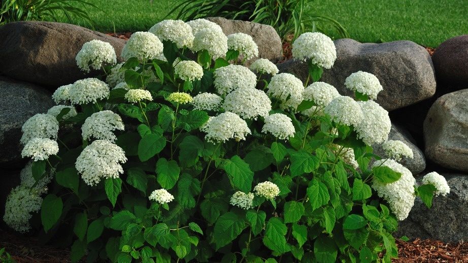 Как аспирин превращает гортензии в цветущие шедевры