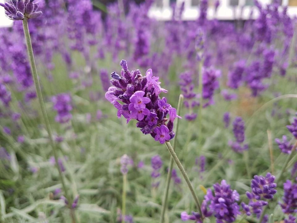 Как избавиться от комаров: незаменимые растения для вашего сада