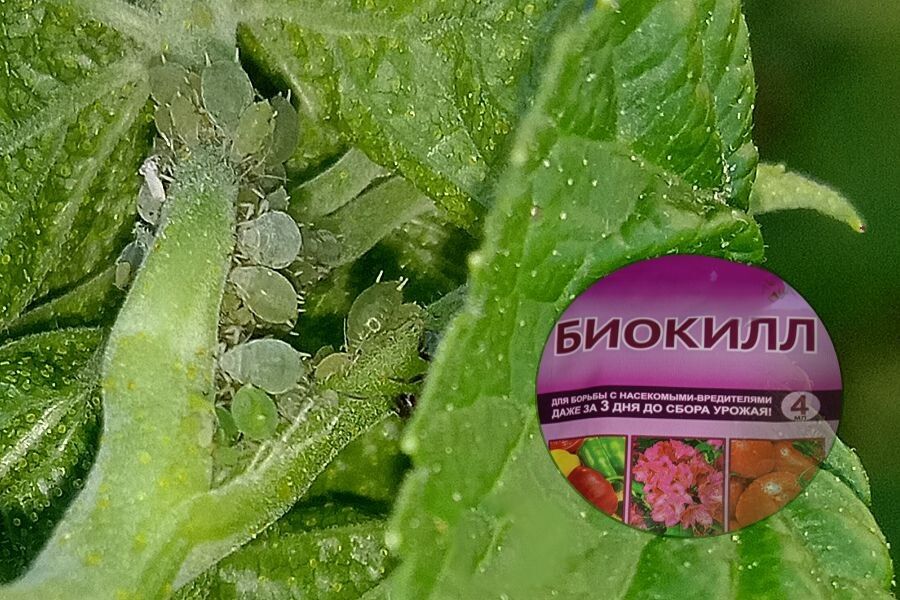 Эффективность Биокилла: секреты борьбы с вредителями смородины и клубники