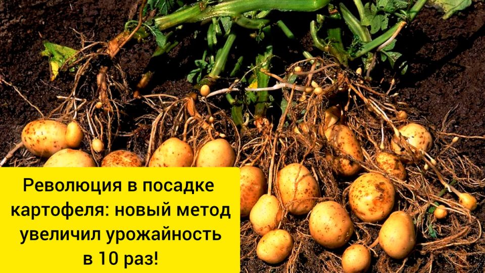 Инновационный способ посадки картофеля: как добиться рекордных урожаев