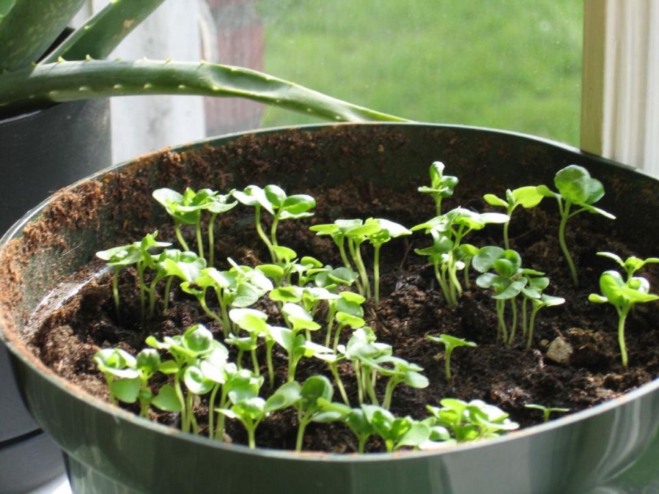 ��� ��������� �������� ���������� ��� ���: ������� ��������� ����� � ����